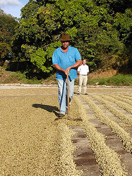 Le Brésil, 1er producteur mondial de café - Cafés Richard