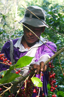 Le café bolivien, bio et équitable - Cafés Richard