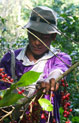 Bolivie : du bio et de l'équitable - Cafés Richard