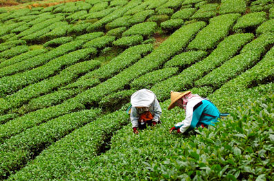 Petite histoire de thé en Chine - Cafés Richard