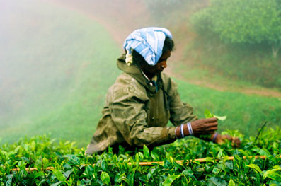Petite histoire de thé au Sri Lanka - Cafés Richard