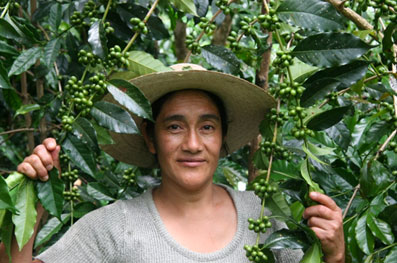 GUATEMALA, région des HUEHUETENANGO - Cafés Richard