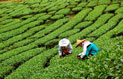 Petite histoire de thé… en Chine -Cafés Richard