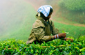 Petite histoire de thé… au Sri Lanka - Cafés Richard