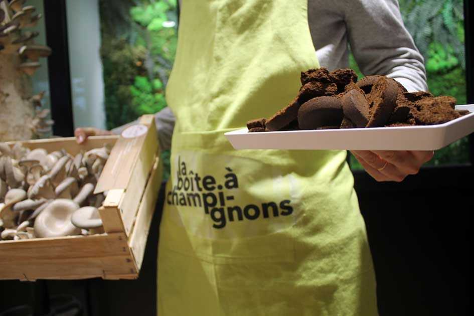 Marc-contre-pleurote_©UpCycle - Cafés Richard Marc-contre-pleurote_©UpCycle - Cafés Richard